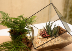 The Basics of Terrarium that You Should Know Before Your Buy or Make One